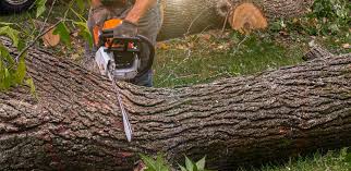 Best Tree Trimming and Pruning  in Woodbury, MN