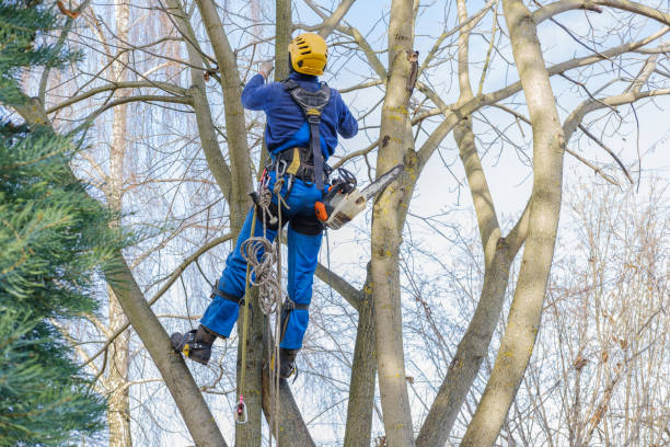 Best Tree Maintenance Programs  in Woodbury, MN